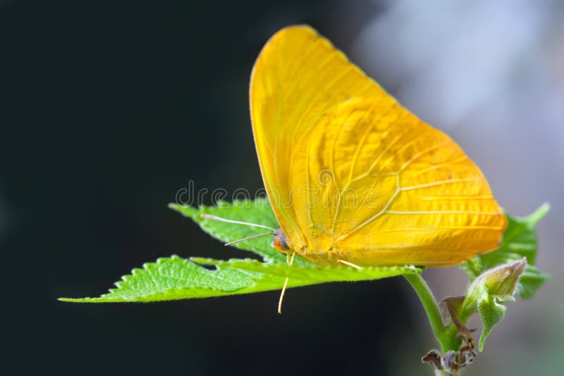 Yellow anteos cloride butterfly