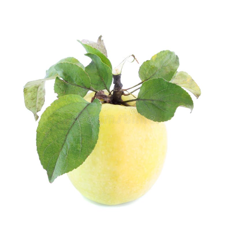 Yellow apple with leaves, isolated.