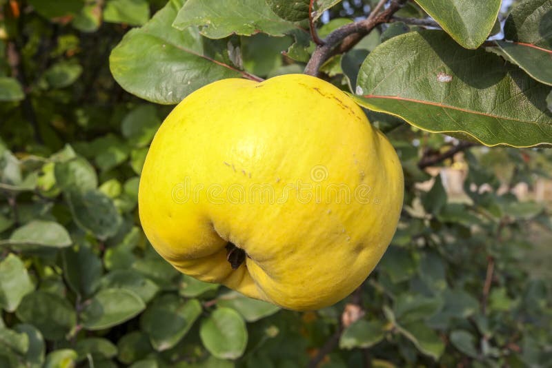 Quince (golden apple) stock photo. Image of yellow, white 25965048