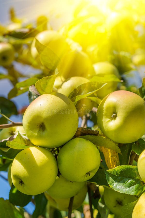 Yellow Apples on Apple Tree Branch. Organic Natural Apples on a Branch in Sunlight Stock Photo