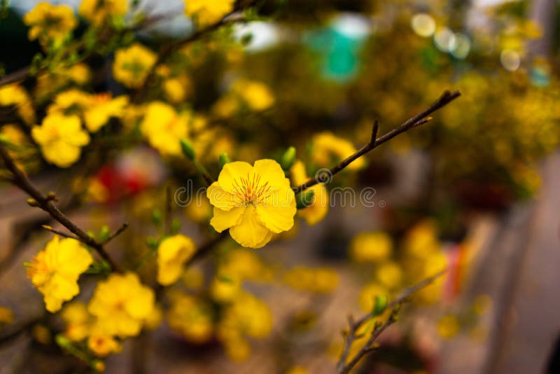 Yellow Apricot Blossom in the Spring Stock Photo Image of