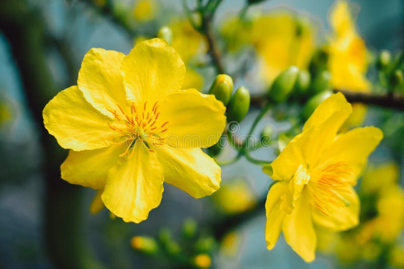 Yellow Apricot Blossom Blooming Mai Blossom In Vietnam Tet Holiday