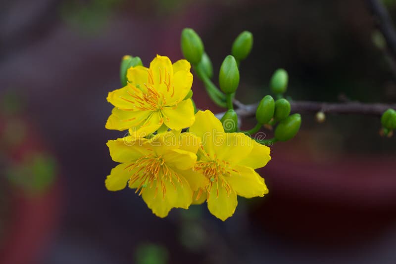 Yellow Apricot blossom closeup ( Hoa mai )