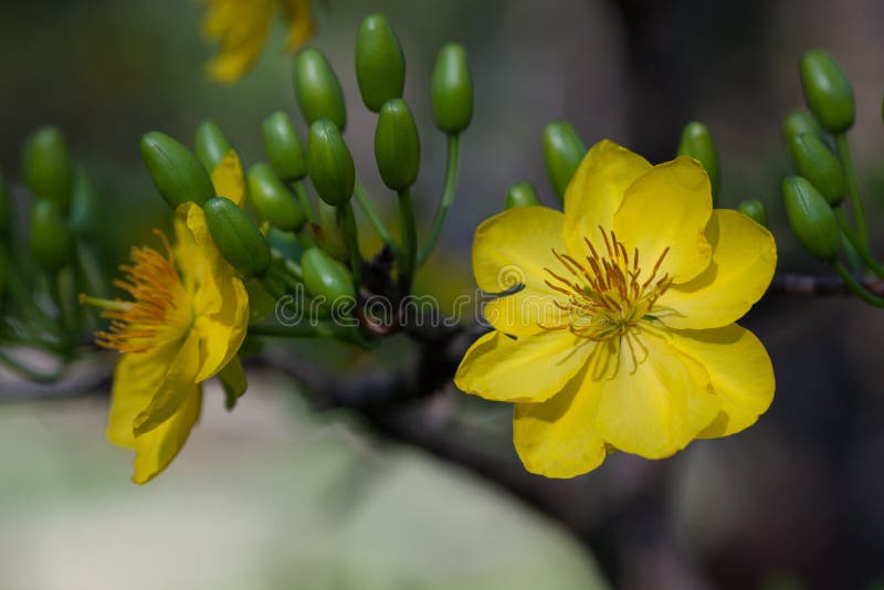 Yellow Apricot Blossom Closeup Hoa Mai The Flowers Of New Year