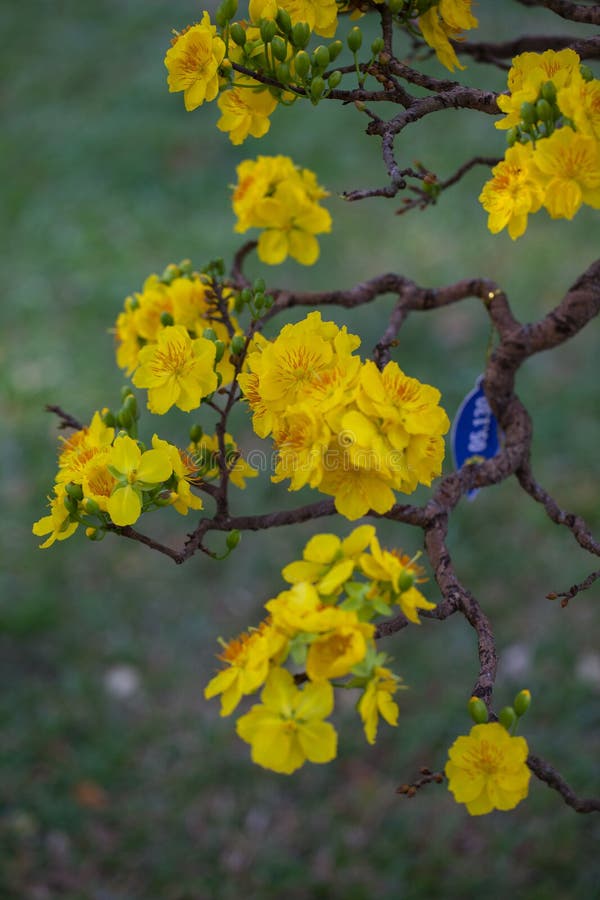 Yellow Apricot Blossom Closeup Hoa Mai The Flowers Of Traditional