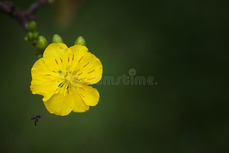 Yellow Apricot blossom closeup ( Hoa mai )