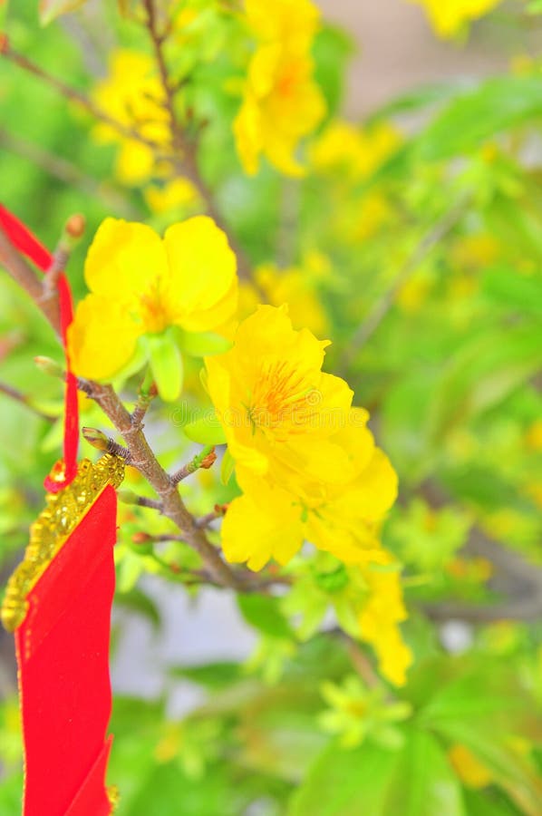 Yellow Apricot Blossom in the Spring Stock Image Image of pots