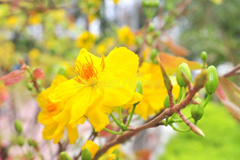 Yellow Apricot Blossom in the Spring Stock Image Image of green, pink