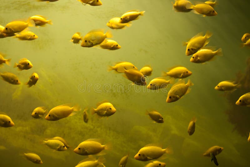 Yellow aquarium stock image. Image of saltwater, deep 26555639