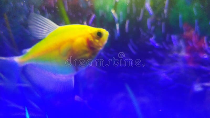 Yellow aquarium fish stock photo. Image of fish, yellow - 165238986
