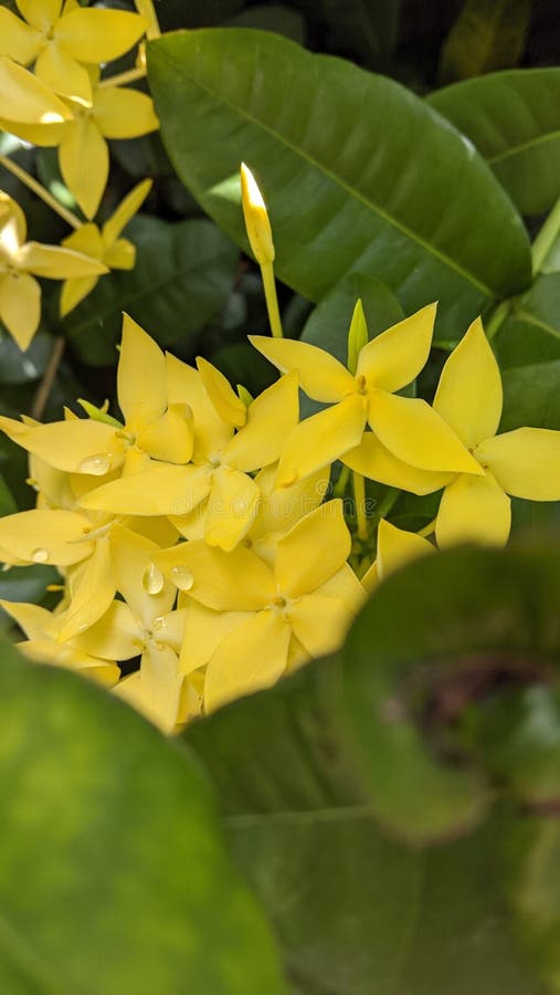 Yellow Ashoka flowers are very beautiful royalty free stock photography