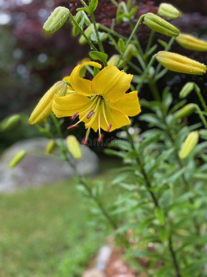 Yellow Asiatic lilies in a garden. Closeup of a beautiful yellow Asiatic lily flower growing in a garden after a rain shower