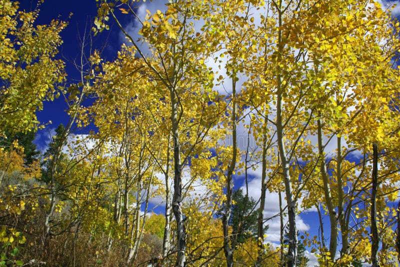 Yellow Aspen Trees