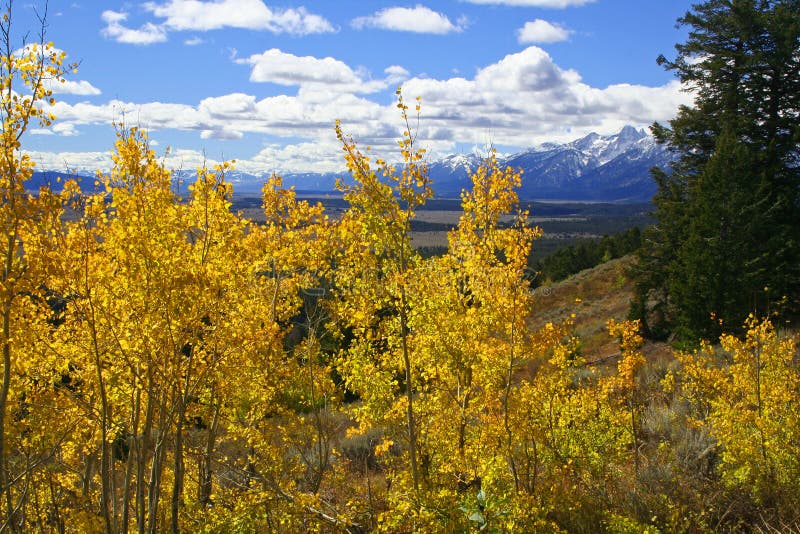 Yellow Aspen Trees above Valley