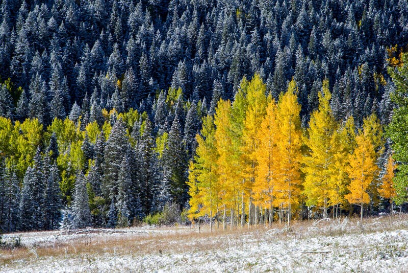 Yellow aspens in Colorado mountain