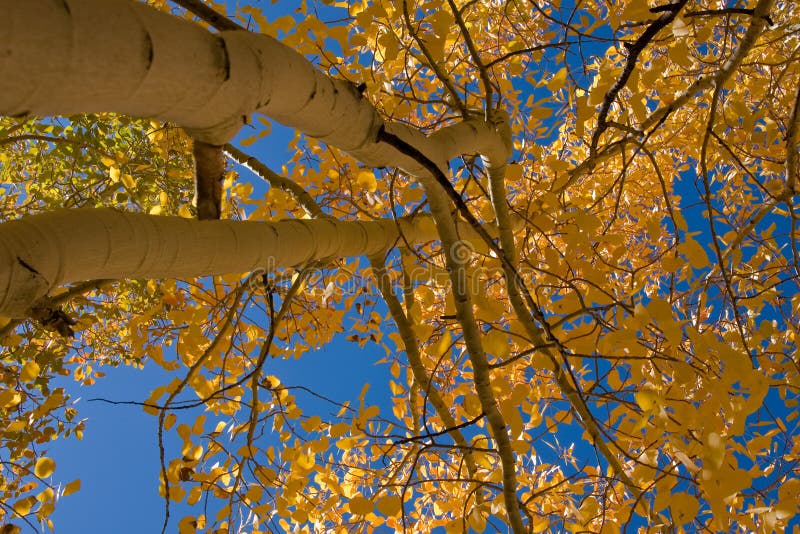 Yellow Aspens and Sky