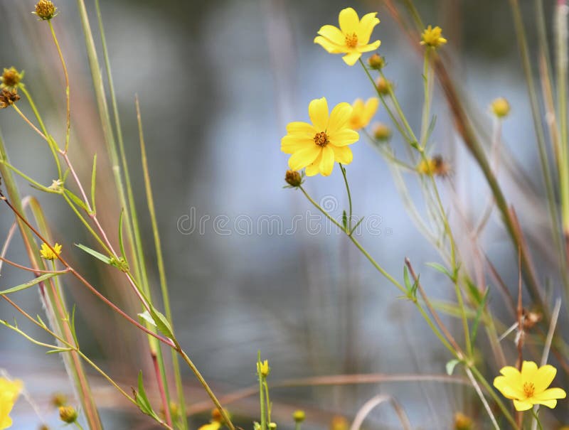 Yellow aster beggartick burr marigold wildflower in the Okefenokee Swamp
