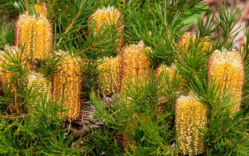 Yellow Australian native Banksia flowers on tree stock image Yellow Australian native Banksia flowers on tree stock image