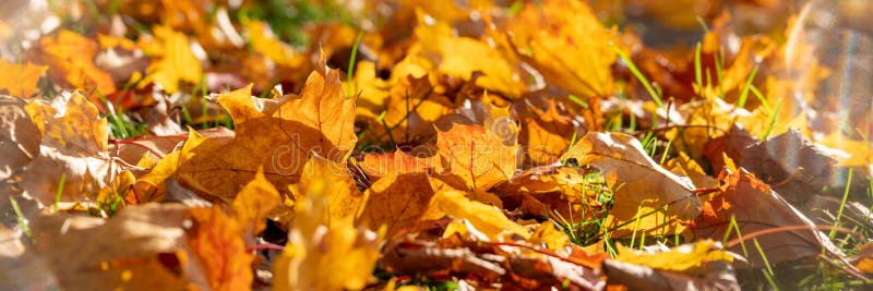 Yellow automn leaves