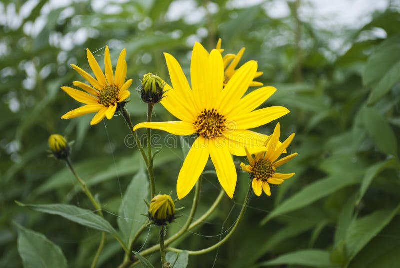 Yellow Autumn Flowers stock image. Image of jerusalem 26929399