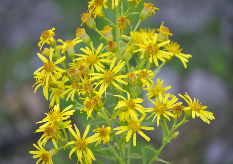 Yellow autumn flowers stock photo. Image of floral, forest 105548432
