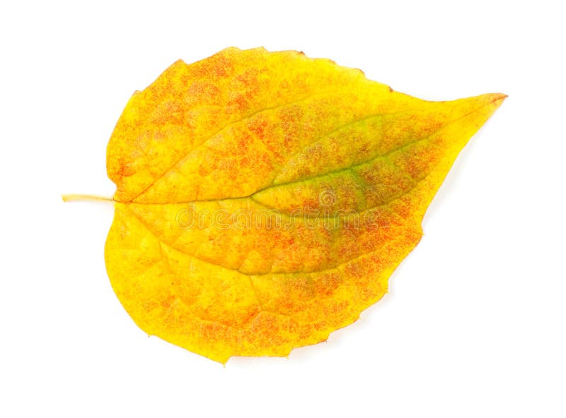 Yellow autumn leaf