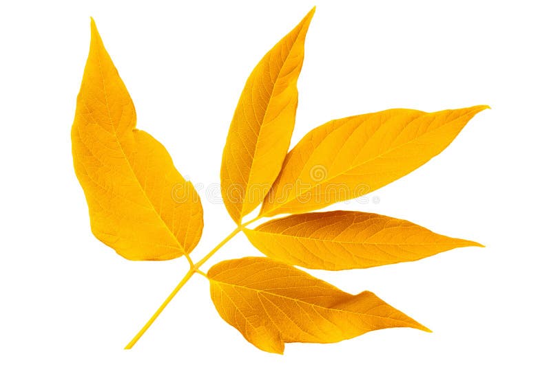 Yellow autumn leaf ash on white background royalty free stock photos