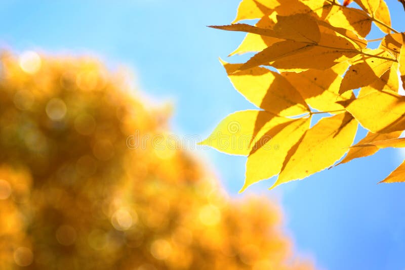 Detallado de hojas contra borroso de cielo azul a un árbol de hojas.