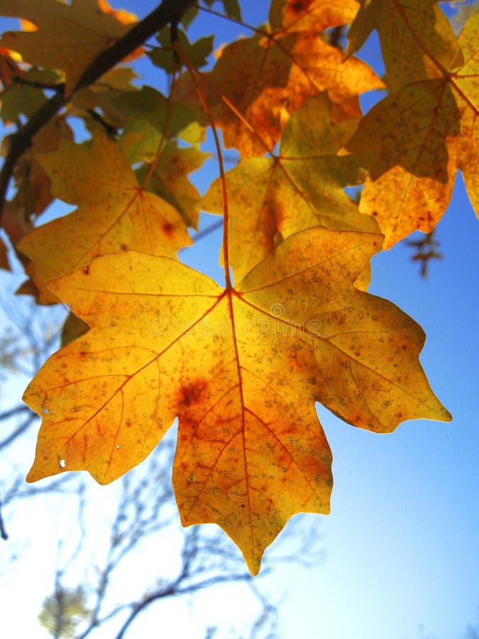 Yellow autumn leaves on the branches against blue sky stock photography Yellow autumn leaves on the branches against blue sky stock photography