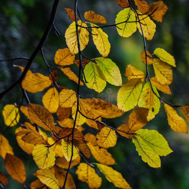 Yellow autumn leaves stock image. Image of leafy, yellow - 36290707