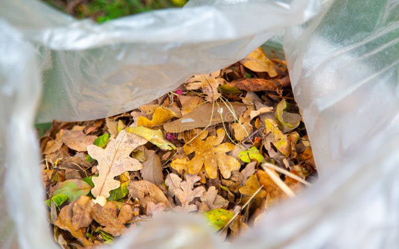 Large, clear trash bags full of fallen oak leaves in autumn, ready