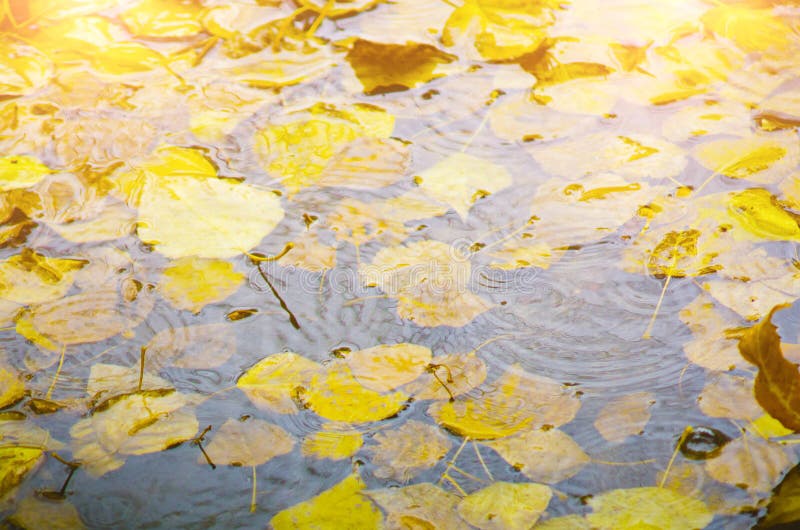 Yellow autumn leaves float in the water. Beautiful natural background royalty free stock photos Yellow autumn leaves float in the water. Beautiful natural background royalty free stock photos