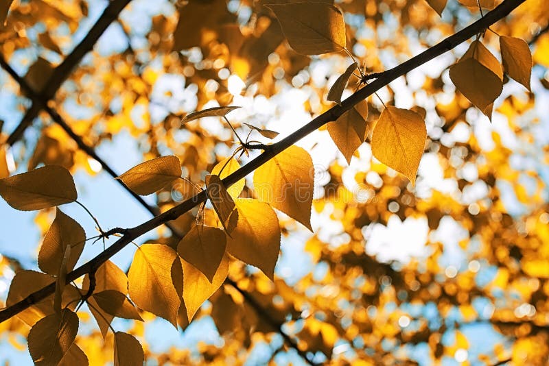 Yellow Autumn Leaves of Trees on Clear Blue Sky Stock Image - Image of ...