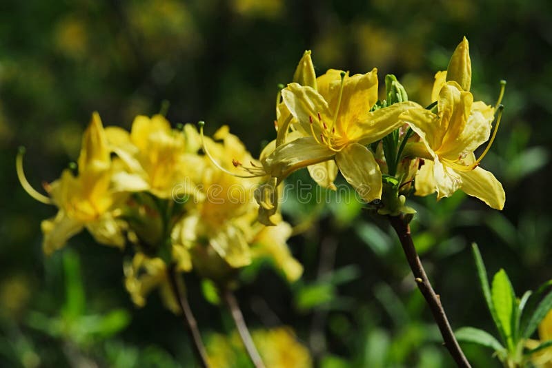 Yellow Azalea flower, latin name Rhododendron Luteum, in full blossom