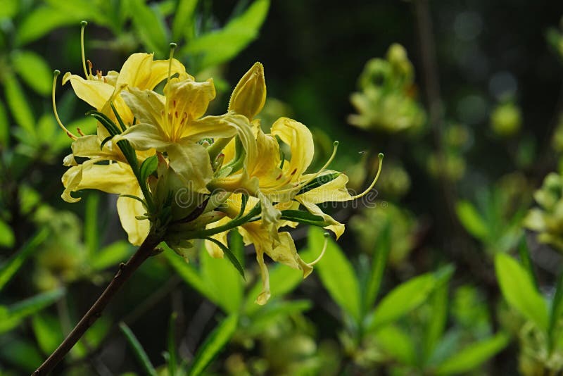 Yellow Azalea flower, latin name Rhododendron Luteum, in full blossom stock photography
