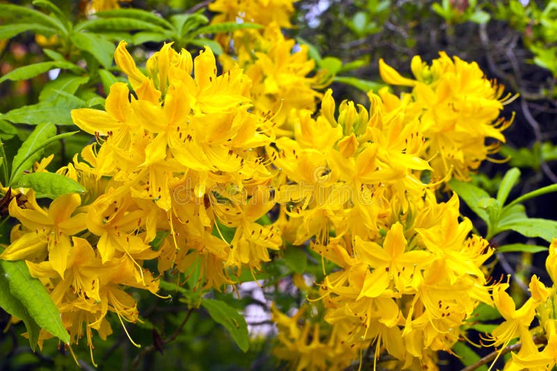 Yellow azalea flowers. stock photo. Image of leaf, nature - 40735816