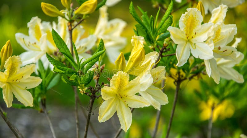 Yellow Azalea, Rhododendron Molle, Bush Blooming in Springtime Stock ...