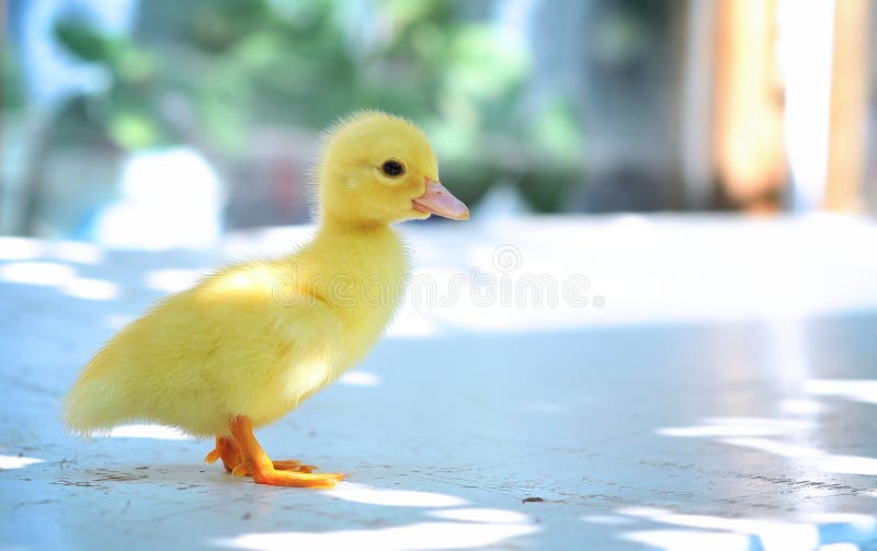 A yellow baby duck