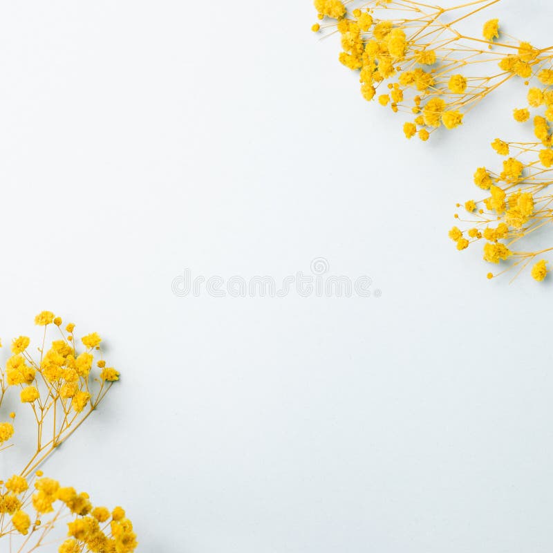 Dried Babys Breath Gypsophila White Flowers Stock Photo