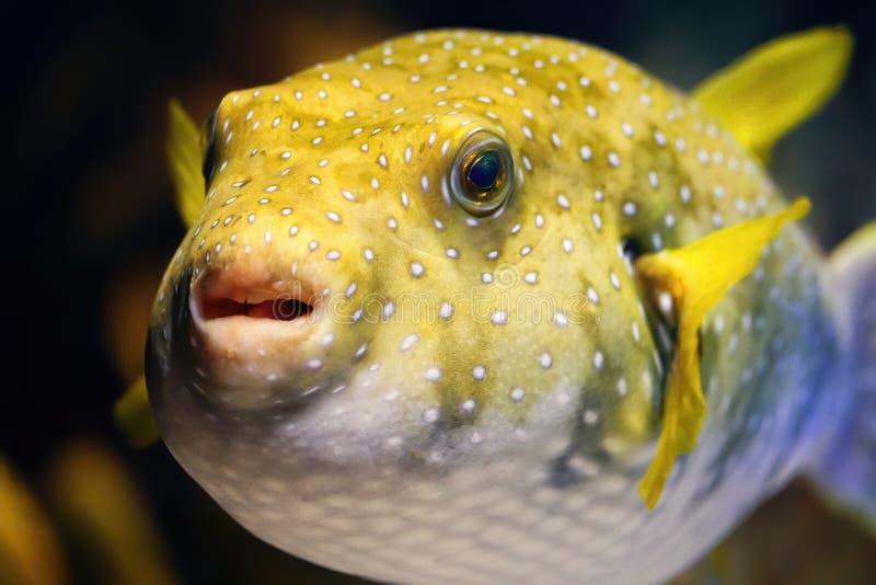 Balloon fish stock image. Image of vertebrate, underwater - 13574679