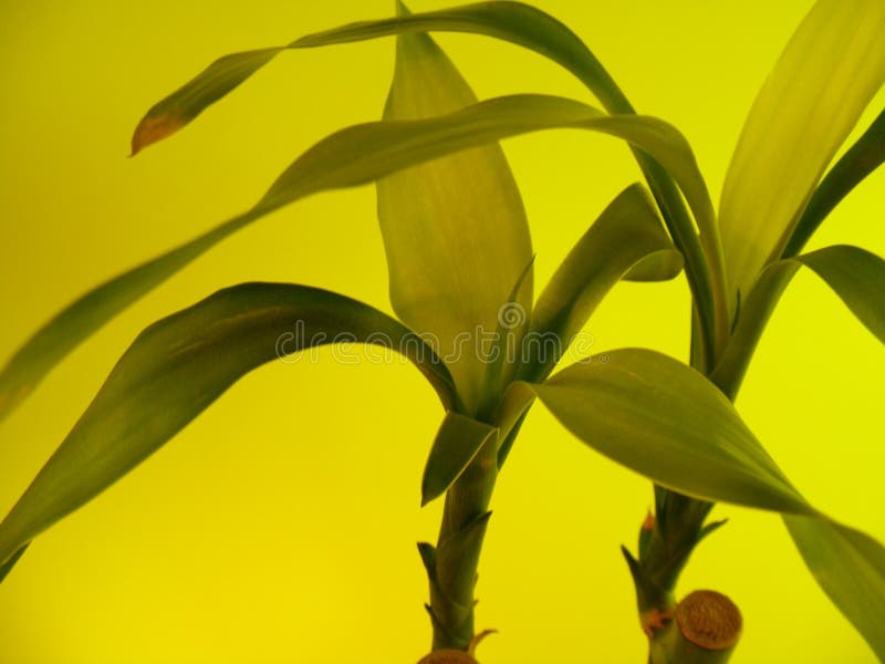 Yellow Bamboo leaves stock images
