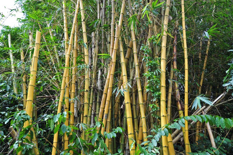 Yellow bamboo plant