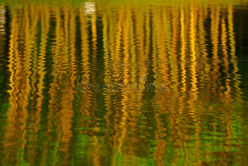 Yellow bamboo reflection in the pond