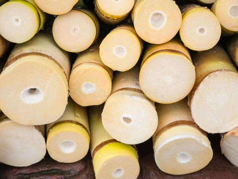 Bamboo shoot stock photo. Image of plant, wood, decoration 68087910