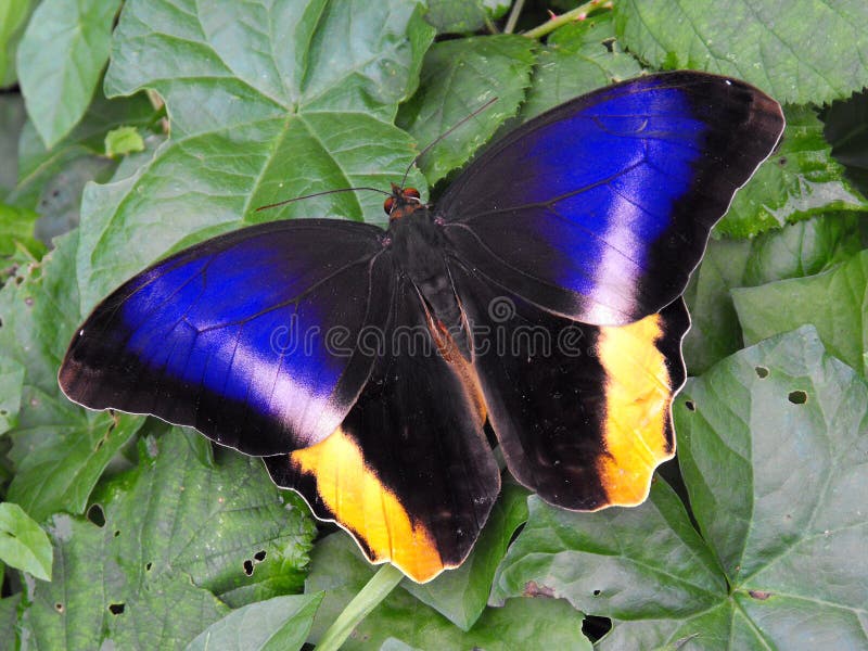 Yellow Banded Owl Butterfly royalty free stock images Yellow Banded Owl Butterfly royalty free stock images