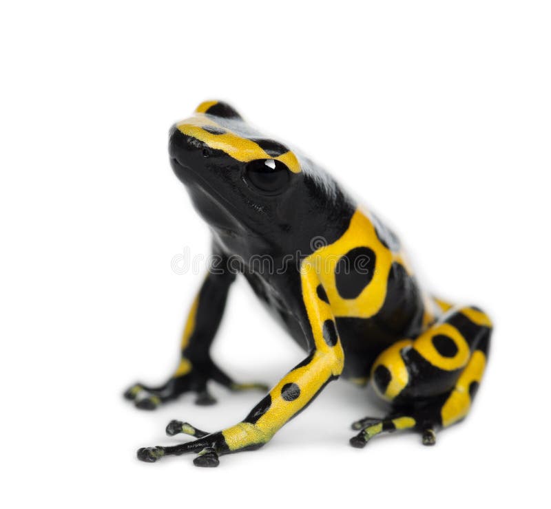 Yellow-Banded Poison Dart Frog. Also known as a Yellow-Headed Poison Dart Frog and Bumblebee Poison Frog, Dendrobates leucomelas, against white background stock photography Yellow-Banded Poison Dart Frog. Also known as a Yellow-Headed Poison Dart Frog and Bumblebee Poison Frog, Dendrobates leucomelas, against white background stock photography