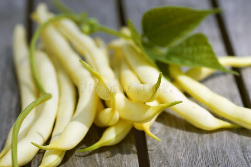Yellow beans with leaves stock image. Image of vegetables 15215865