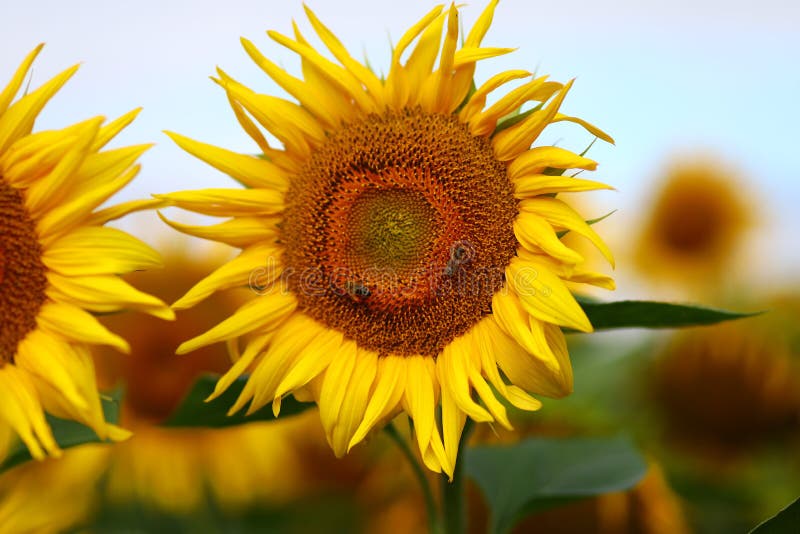 Yellow Beautiful Sunflower Flower Grows in Summer. Summer Beautiful