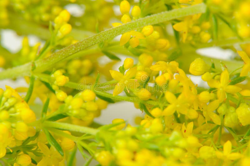 Yellow Bedstraw (Galium Verum) Flowers Close-Up