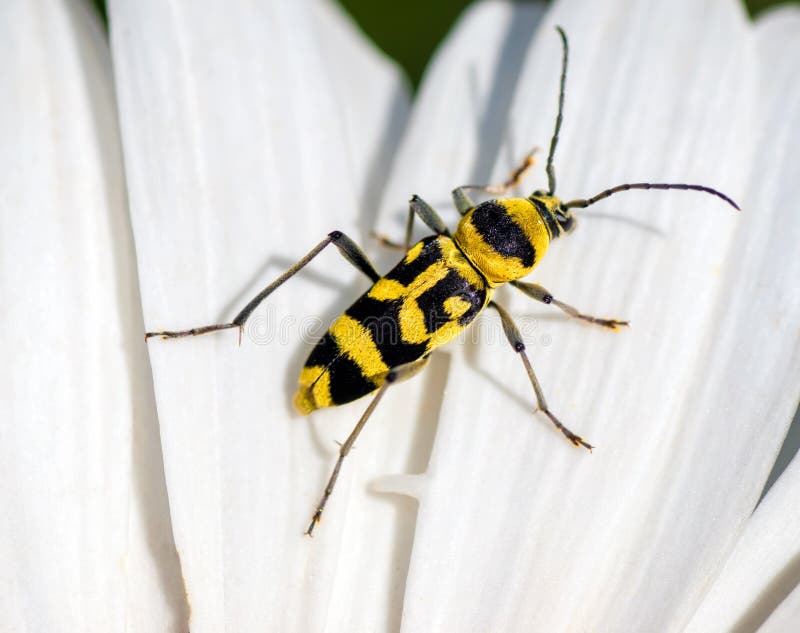 Yellow Beetle With Black Spots Stock Image - Image of ...